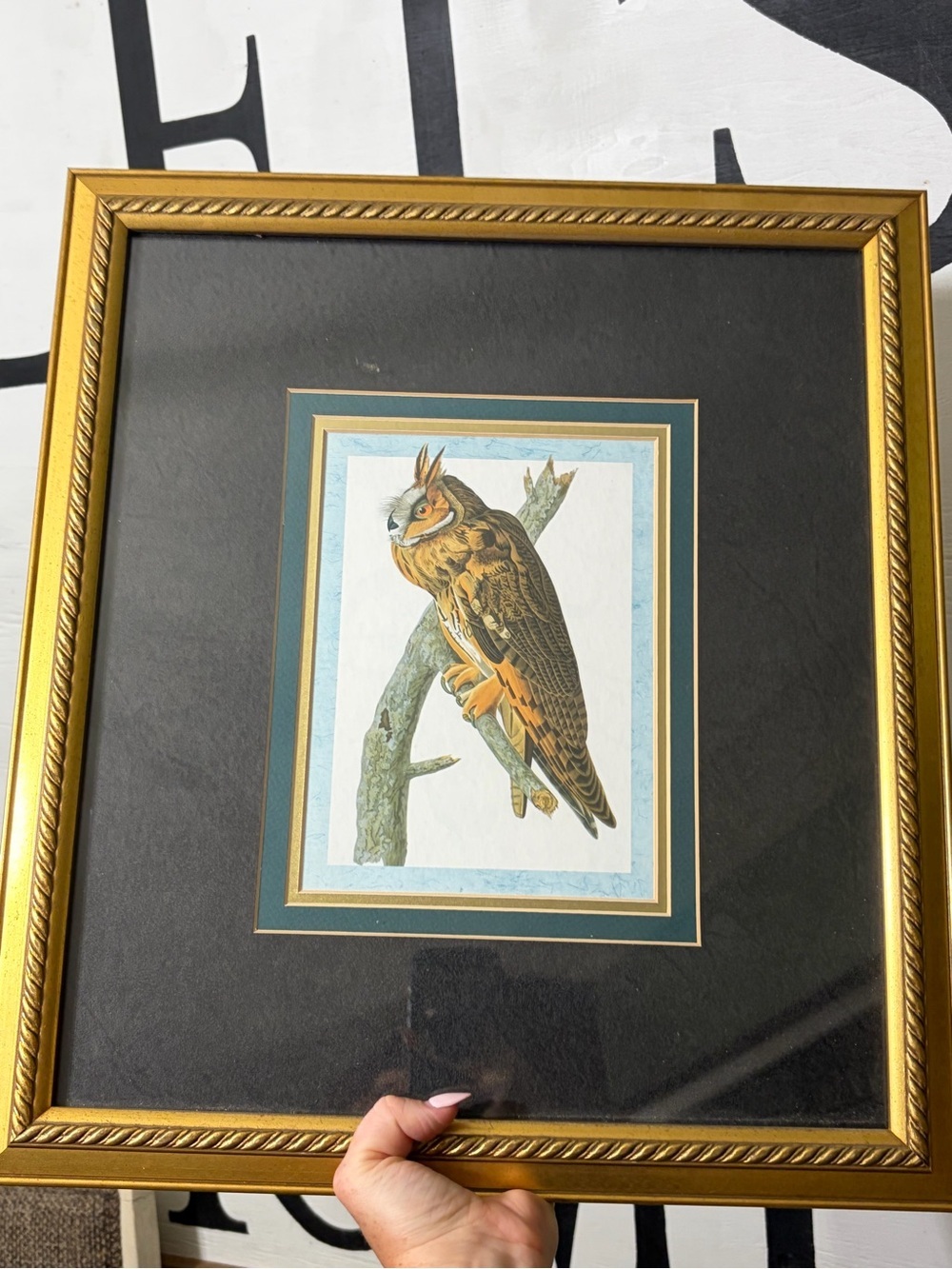 18x18 Audubon Framed Vintage Owl Bird Print in Gold Frame - Picture 1 of 3